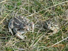 Pelobates vespertinus