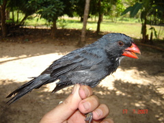 Saltator grossus