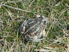 Pelobates vespertinus