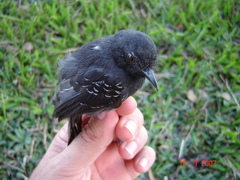 Cercomacroides serva