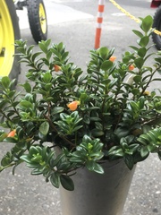 Nematanthus