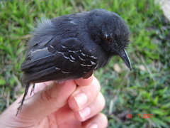 Cercomacroides serva