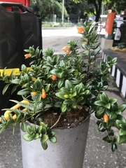 Nematanthus