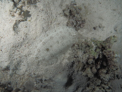 Pardachirus marmoratus