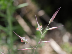 Rytidosperma gracile