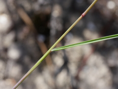Rytidosperma gracile