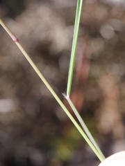 Rytidosperma gracile