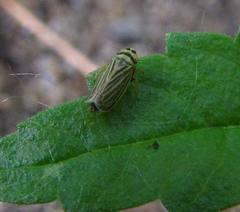 Amblysellus curtisii