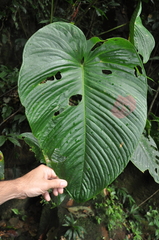 Anthurium intactum