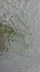 Zostera japonica