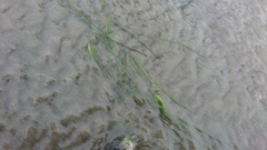 Zostera japonica