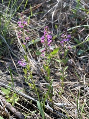 Polygala crenata