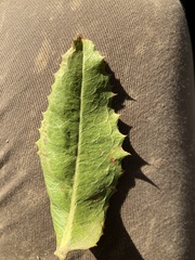 Spinoliva ilicifolia