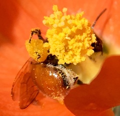 Calliopsis subalpina