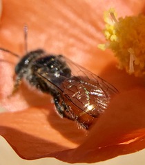 Calliopsis subalpina