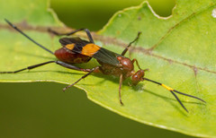 Compsocryptus melanostigma