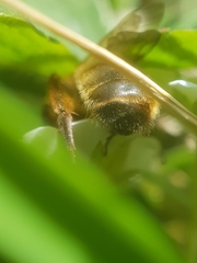 Andrena nigroaenea