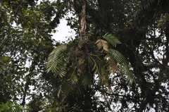 Zamia pseudoparasitica