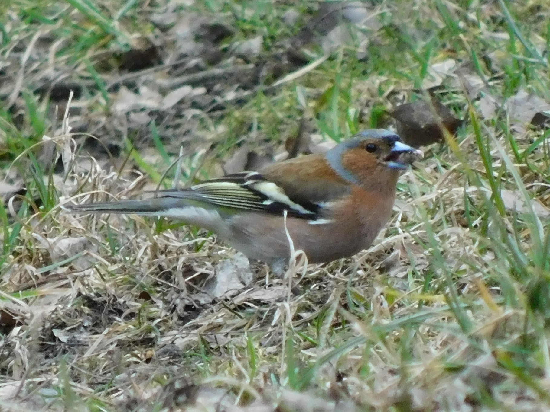 Eurasian Chaffinch