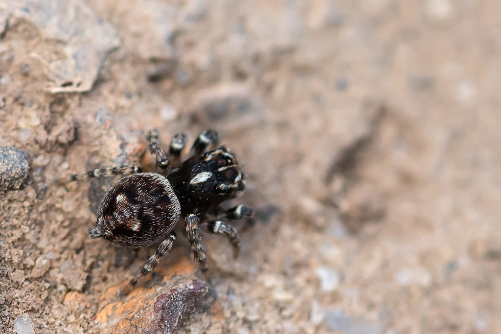 Habrocestum ornaticeps