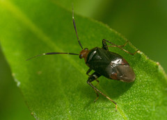 Horciasinus argentinus