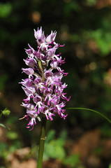 Orchis simia simia