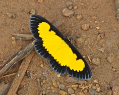 Xanthyris flaveolata