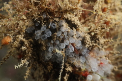 Pycnoclavella atlantica