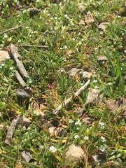 Plagiobothrys humistratus