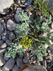 Cymopterus longipes