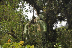 Zamia pseudoparasitica