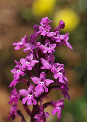 Orchis quadripunctata