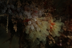 Pycnoclavella