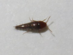 Sepedophilus nigripennis