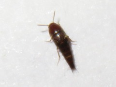 Sepedophilus nigripennis