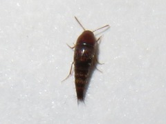 Sepedophilus nigripennis