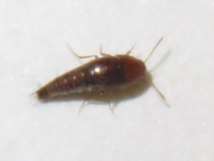 Sepedophilus nigripennis