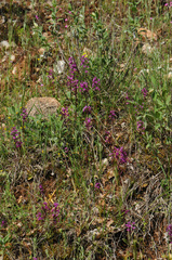 Orchis quadripunctata