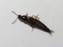 Raphirus