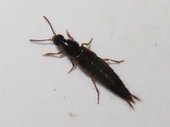 Raphirus