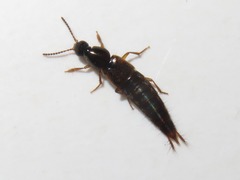 Raphirus