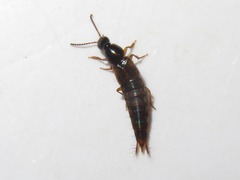 Raphirus