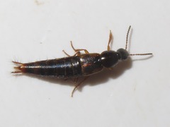 Raphirus