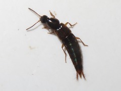 Raphirus