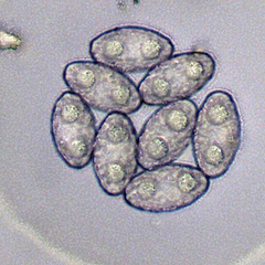 Peziza arenaria