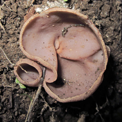 Peziza arenaria