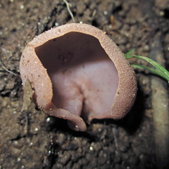 Peziza arenaria