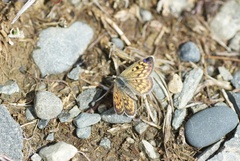 Lycaena boldenarum