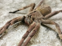 Phoneutria eickstedtae