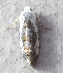 Acontia